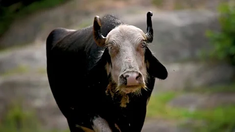 Slow motion shot of white head bufflo in pakistan Stock Footage 255467049