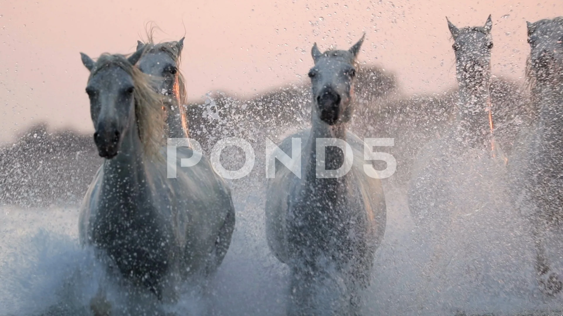 Slow motion shot of white horses running... | Stock Video | Pond5