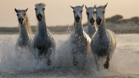 Slow motion shot of white horses running while splashing water in sea against Stock Footage 130101774
