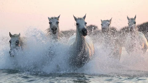 White Horse Stock Video Footage | Royalty Free White Horse Videos | Pond5