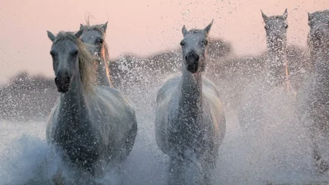 Slow motion shot of white horses running while splashing water in sea against Stock Footage