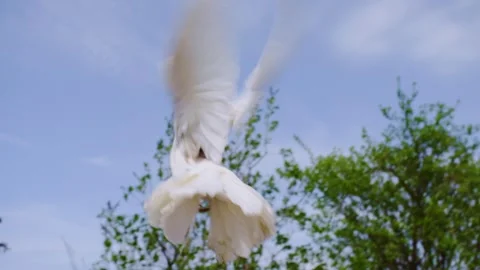 Slow Motion Shot of a White Pigeon Taking Flight Against a Blue Sky, 4k Stock Footage 301741972