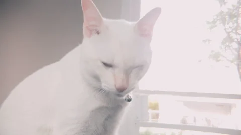 Slow motion shot of White siamese cat sitting and licking its foot Видео 100638772
