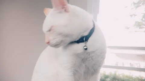 Slow motion shot of White siamese cat sitting and licking its foot Stock Footage 100638774