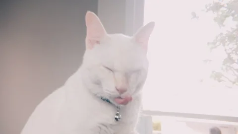 Slow motion shot of White siamese cat sitting and licking its foot Stock-Footage 100638792