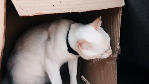 Slow motion shot of white siamese cat bite paper cardboard box Stock Footage 100639027