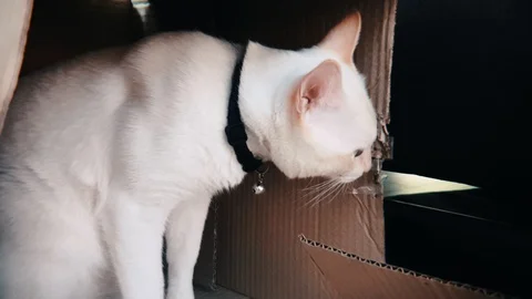 Slow motion shot of white siamese cat bite paper cardboard box Видео 100639080