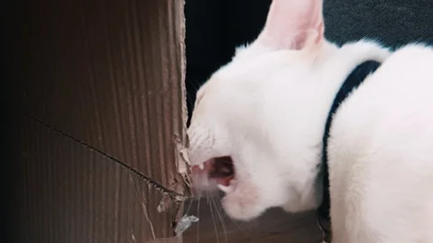 Slow motion shot of white siamese cat bite paper cardboard box Stock Footage 100639101