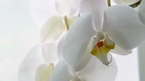 Slow motion shot of a white varietal orchid close-up. Wedding backdrop, Valentin Stock Footage 168315074
