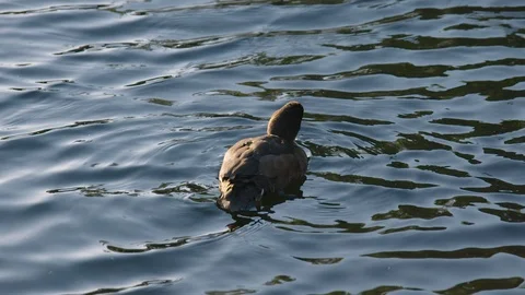Slow motion shot of wild duck floating on lake in late afternoon. Stock Footage 92340770