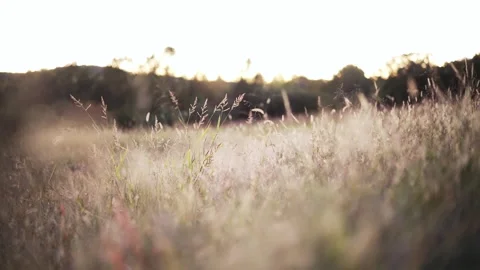 Slow-motion shot of wild grass and weeds in a field at sunset. Stock Footage 253053507