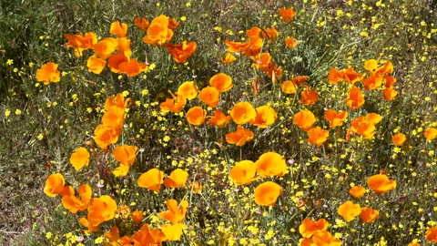 Slow motion shot of wildflower super bloom in Lancaster, California Stock Footage 330969917