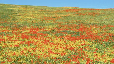 Slow motion shot of wildflower super bloom in Lancaster, California Stock Footage 330971714