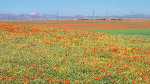 Slow motion shot of wildflower super bloom in Lancaster, California Stock Footage 330972249