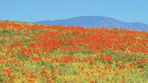 Slow motion shot of wildflower super bloom in Lancaster, California Stock Footage 330972325