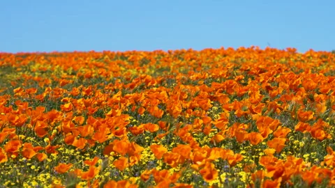 Slow motion shot of wildflower super bloom in Lancaster, California Stock Footage 330972639