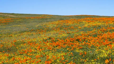 Slow motion shot of wildflower super bloom in Lancaster, California Stock Footage 330972807