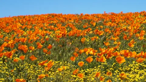 Slow motion shot of wildflower super bloom in Lancaster, California Stock Footage 330972860