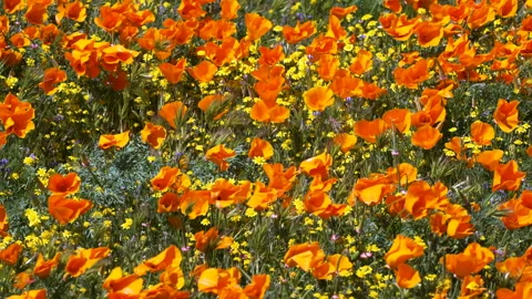 Slow motion shot of wildflower super bloom in Lancaster, California Stock Footage 330973180