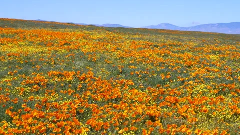 Slow motion shot of wildflower super bloom in Lancaster, California Stock Footage 330973316