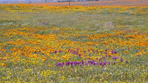 Slow motion shot of wildflower super bloom in Lancaster, California Stock Footage 330973622