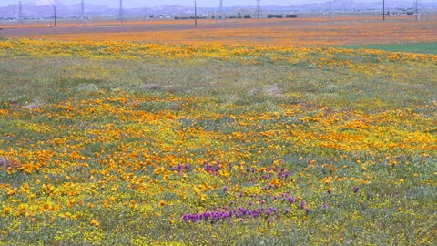 Slow motion shot of wildflower super bloom in Lancaster, California Stock Footage 330973674