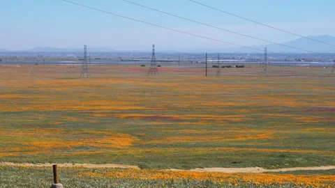 Slow motion shot of wildflower super bloom in Lancaster, California Stock Footage 330973851