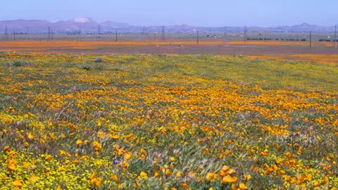 Slow motion shot of wildflower super bloom in Lancaster, California Stock Footage 330974036