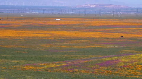 Slow motion shot of wildflower super bloom in Lancaster, California Stock Footage 330974334