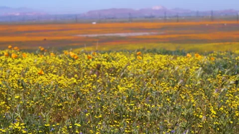 Slow motion shot of wildflower super bloom in Lancaster, California Stock Footage 330974335