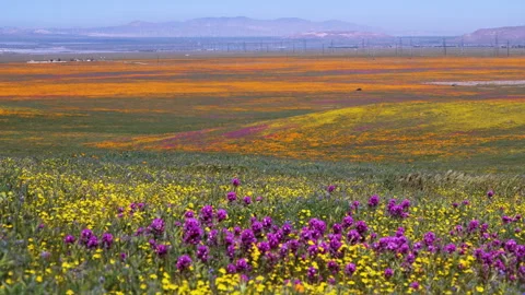 Slow motion shot of wildflower super bloom in Lancaster, California Stock Footage 330974674