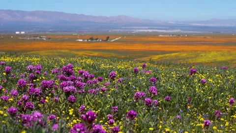 Slow motion shot of wildflower super bloom in Lancaster, California Stock Footage 331015967