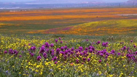 Slow motion shot of wildflower super bloom in Lancaster, California Stock Footage 331015982