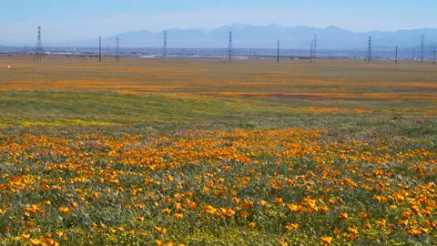 Slow motion shot of wildflower super bloom in Lancaster, California Stock Footage 331017004