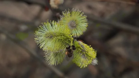 Slow motion shot of a willow branch with a bee collecting honey Stock Footage 321150954