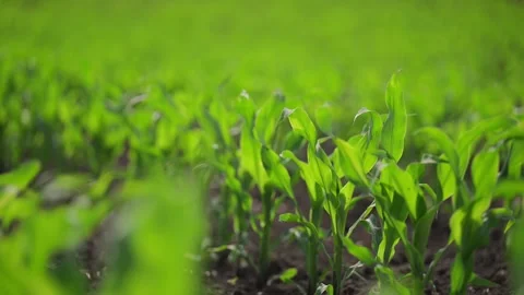 Slow-motion shot of young corn plants growing in a lush spring field. Stock Footage 295947156