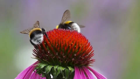 Slow motion shots of a bumble bee taking off from a purple flower and flying Stock Footage 275647540