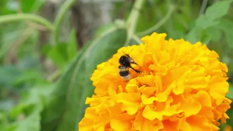 Slow motion shots of a bumblebee taking off from a yellow flower and flying Stock Footage 147011502