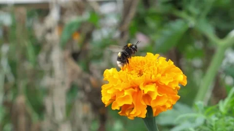 Slow motion shots of a bumblebee taking off from a yellow flower and flying Stockbeeldmateriaal 147011601