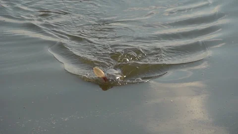 Slow motion shots. Caught fish pull up to the shore. Stock Footage 103985568