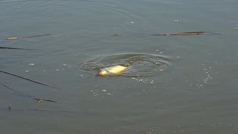 Slow motion shots of the caught fish,  dragged to the fishing landing net. Stock Footage 103989984