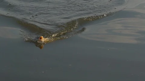 Slow motion shots of the caught fish,  dragged to the fishing landing net. Stock Footage 103992053