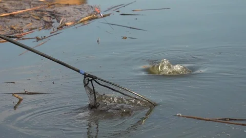 Slow motion shots of the caught fish,  dragged to the fishing landing net. Stock Footage 103999063