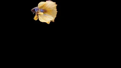 Slow motion of Siamese fighting fish (Betta splendens), well known name is Pl Stock Footage 114608685