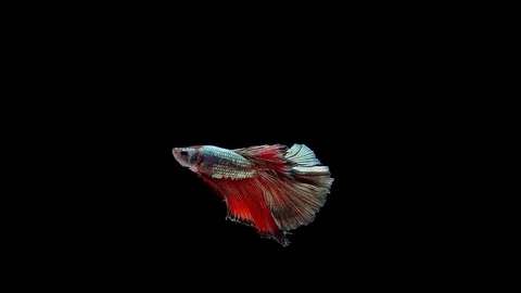 Slow motion of Siamese fighting fish (Betta splendens), well known name is Pl Stock Footage 114609472