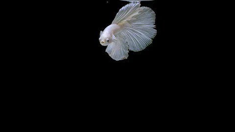 Slow motion of Siamese fighting fish (Betta splendens), well known name is Pl Stock Footage 114854937