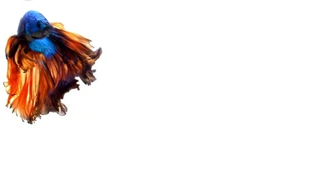 Slow motion of Siamese fighting fish (Betta splendens), well known name is Pl Stock Footage 116775507