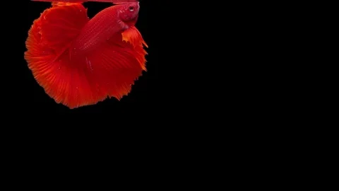 Slow motion of Siamese fighting fish (Betta splendens), well known name is Pl Stock Footage 120895545