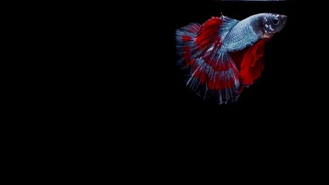 Slow motion of Siamese fighting fish (Betta splendens), well known name is Pl Stock Footage 120896352