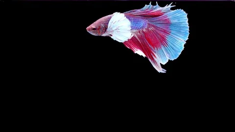 Slow motion of Siamese fighting fish (Betta splendens), well known name is Pl Stock Footage 125720790
